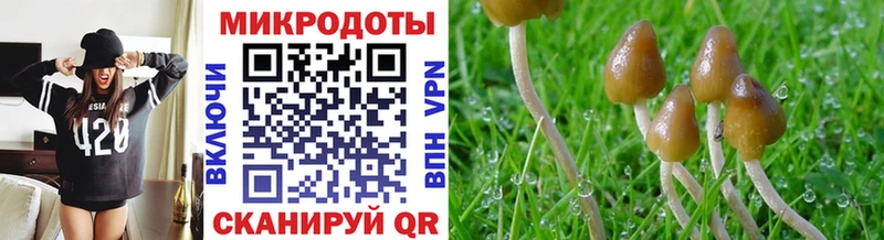 Галлюциногенные грибы Psilocybine cubensis  блэк спрут как войти  Беломорск 